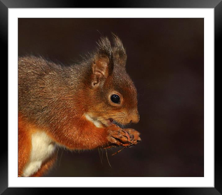 Red squirrel Framed Mounted Print by Vivienne Beck