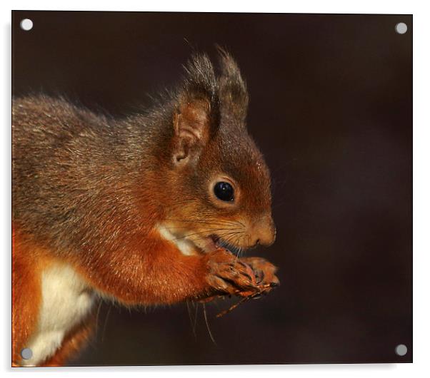 Red squirrel Acrylic by Vivienne Beck