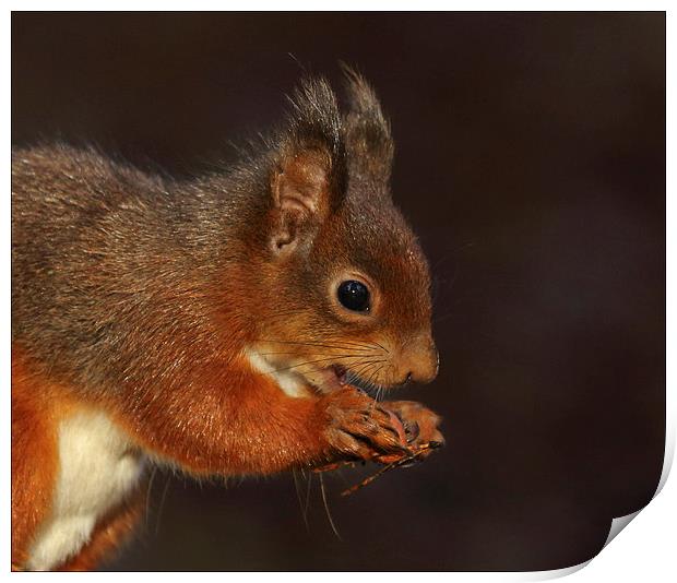 Red squirrel Print by Vivienne Beck