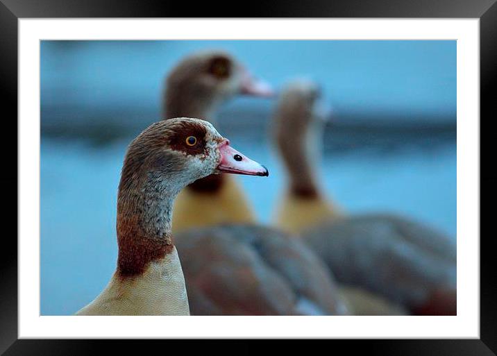 Christmas goose Framed Mounted Print by Nadine Wood