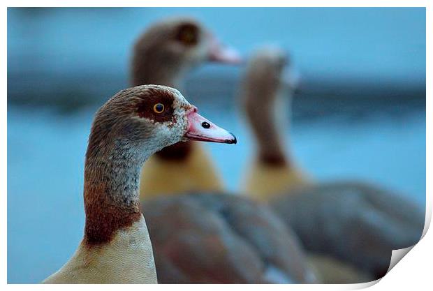 Christmas goose Print by Nadine Wood