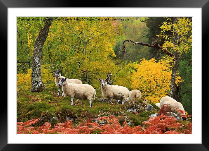 Sheep Grazing in Glen Strathfarrar, Scotland Framed Mounted Print by Louise Heusinkveld