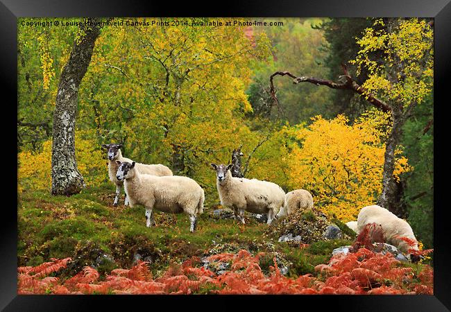 Sheep Grazing in Glen Strathfarrar, Scotland Framed Print by Louise Heusinkveld