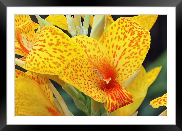 orchid Framed Mounted Print by Piet Peters