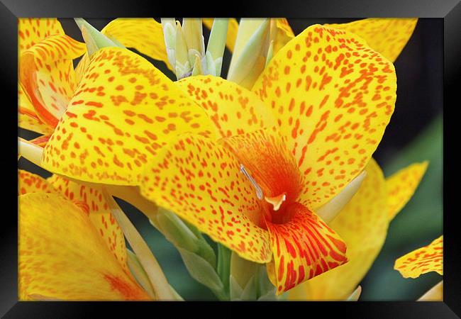 orchid Framed Print by Piet Peters