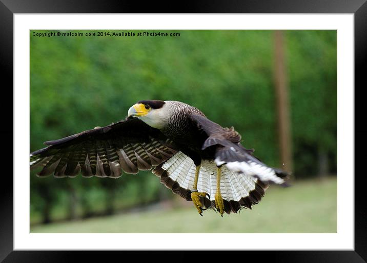 a soaring eagle Framed Mounted Print by malcolm cole
