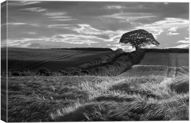 Bere Regis Barley Canvas Print by Colin Tracy