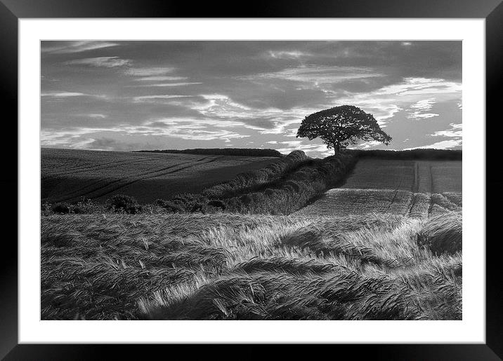 Bere Regis Barley Framed Mounted Print by Colin Tracy