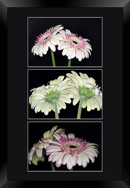 Pink and White Gerbera Triptych Framed Print by Steve Purnell