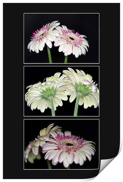 Pink and White Gerbera Triptych Print by Steve Purnell