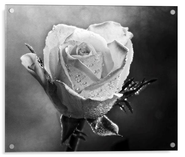The Pale Rose Acrylic by Ceri Jones