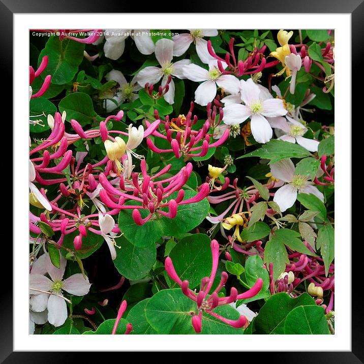 Honeysuckle and Clematis Framed Mounted Print by Audrey Walker