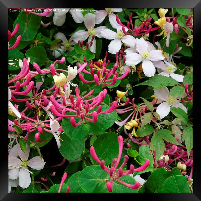 Honeysuckle and Clematis Framed Print by Audrey Walker