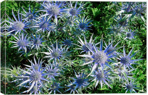 Eryngium - Sea Holly Canvas Print by Audrey Walker