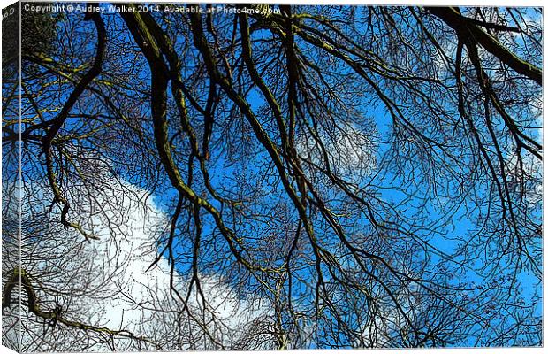 Blue Sky and Branches Canvas Print by Audrey Walker