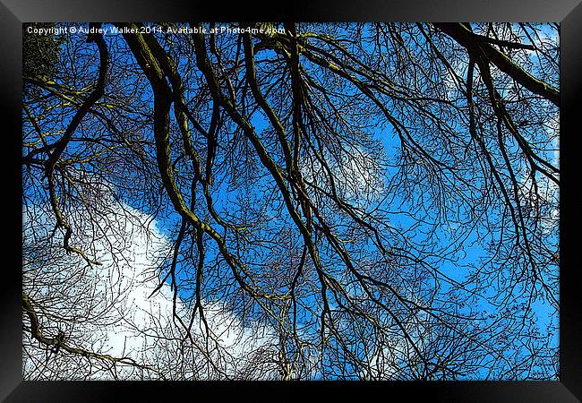 Blue Sky and Branches Framed Print by Audrey Walker