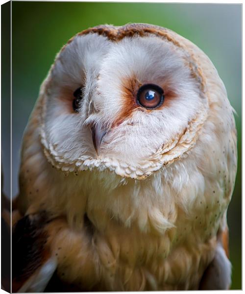 Owl Out And About Canvas Print by matthew  mallett