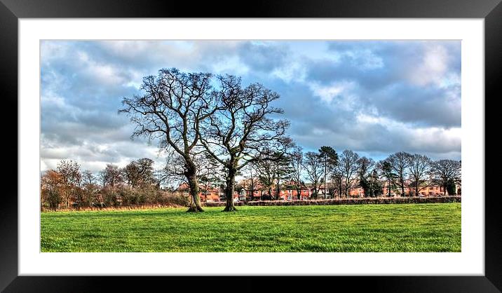 TWO TREES Framed Mounted Print by len milner