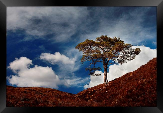 Scots pine, Glen Affric Framed Print by Macrae Images