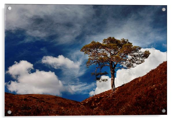 Scots pine, Glen Affric Acrylic by Macrae Images