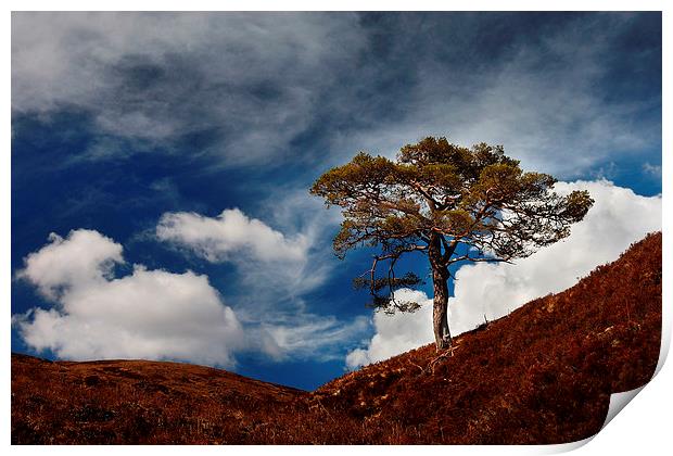 Scots pine, Glen Affric Print by Macrae Images