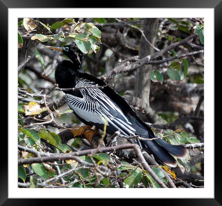 Cormorant with White Wings Framed Mounted Print by james balzano, jr.