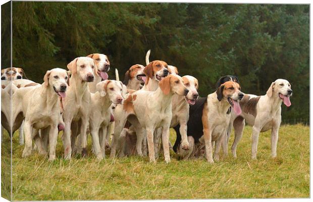 Hounds Canvas Print by Sarah Little