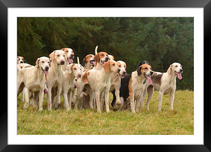 Hounds Framed Mounted Print by Sarah Little