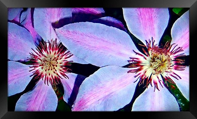 CLEMATIS Framed Print by Anthony Kellaway