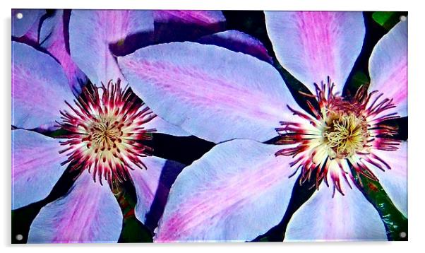 CLEMATIS Acrylic by Anthony Kellaway
