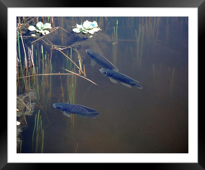 Submerged Fish Framed Mounted Print by james balzano, jr.