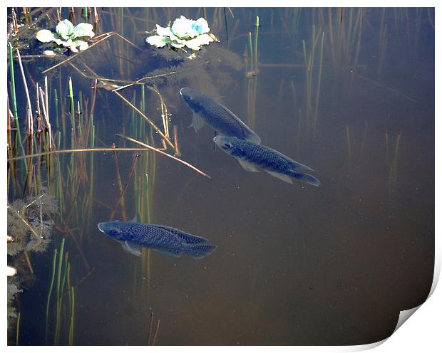 Submerged Fish Print by james balzano, jr.