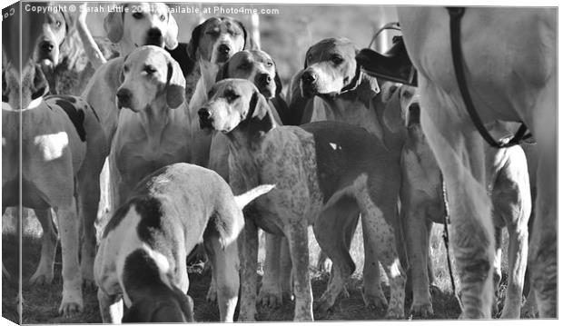 Hounds Canvas Print by Sarah Little