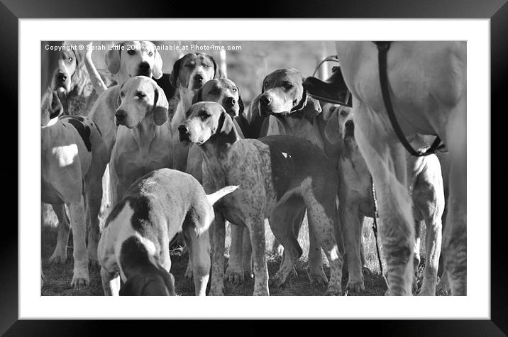 Hounds Framed Mounted Print by Sarah Little