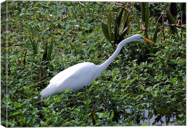 White Bird Canvas Print by james balzano, jr.