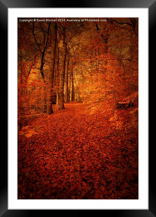 Autumn Walkway, Derbyshire Framed Mounted Print by David Birchall