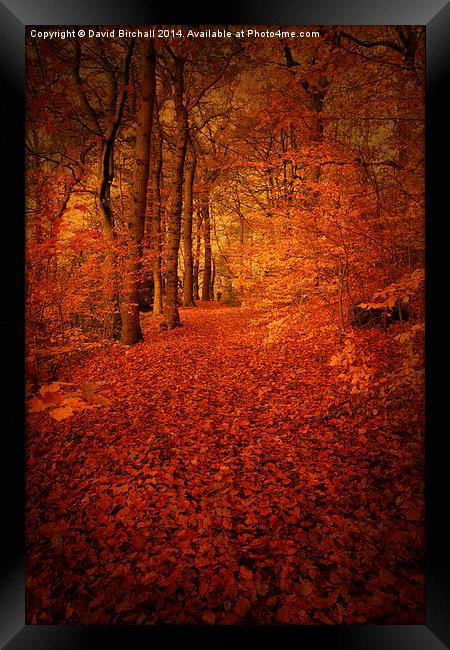 Autumn Walkway, Derbyshire Framed Print by David Birchall