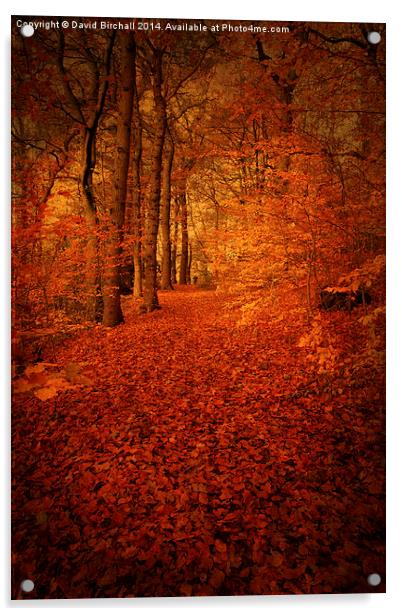 Autumn Walkway, Derbyshire Acrylic by David Birchall