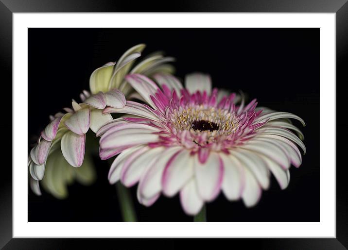 Pink and White Gerbera 1 Framed Mounted Print by Steve Purnell