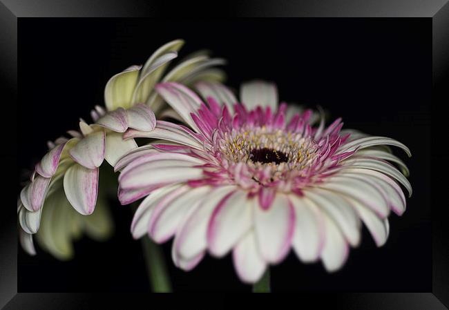 Pink and White Gerbera 1 Framed Print by Steve Purnell