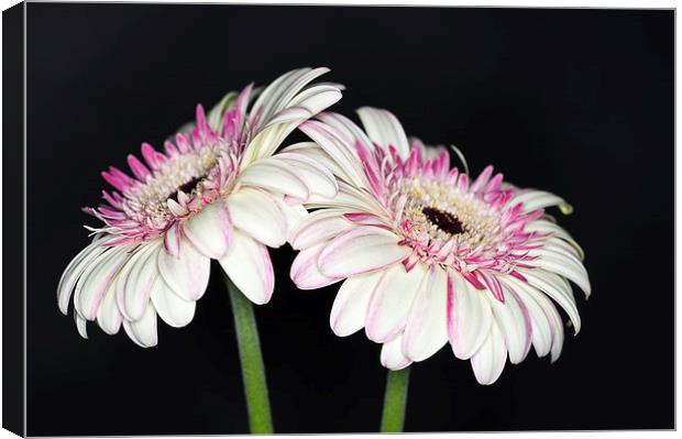 Pink and White Gerbera 2 Canvas Print by Steve Purnell