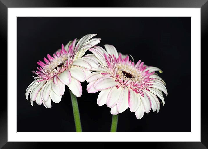 Pink and White Gerbera 2 Framed Mounted Print by Steve Purnell