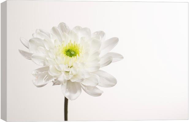 Chrysanthemum Canvas Print by Sam Smith