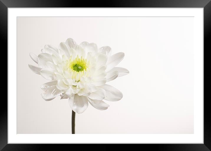 Chrysanthemum Framed Mounted Print by Sam Smith