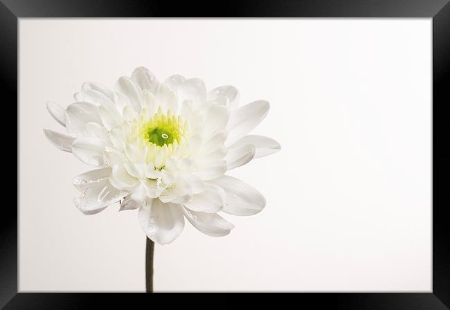 Chrysanthemum Framed Print by Sam Smith