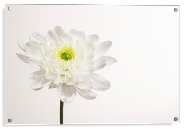 Chrysanthemum Acrylic by Sam Smith