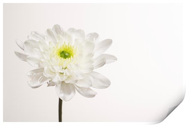 Chrysanthemum Print by Sam Smith