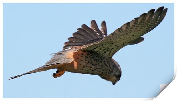 Kestrel Print by John Willsher