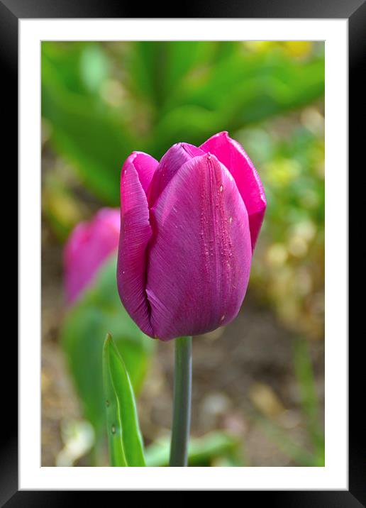 Tulips Framed Mounted Print by mark lindsay