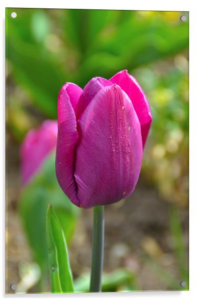 Tulips Acrylic by mark lindsay